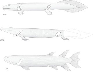 Illustration for article titled New Discovery Could Explain How Sea Creatures Evolved to Walk on Land